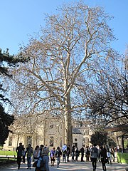 Oriental plane planted by Buffon in 1785