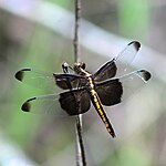 Widow skimmer (Libellula luctuosa), female, Houston County