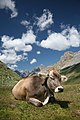 Una vaca (Bos taurus) en Engadina, Suiza. Por Dschwen