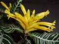 Aphelandra squarrosa