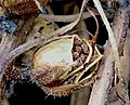 Ripe, buff seed capsule (showing reflexed peduncle) dehiscing by three valves to reveal brain-like seeds