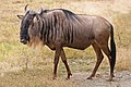 El ñu azul (Connochaetes taurinus) es una especie de mamífero artiodáctilo de la familia Bovidae propia de África oriental y austral. Suele vivir en grandes rebaños de hasta millares de ejemplares. Imagen tomada en el cráter del Ngorongoro, Tanzania. Por Muhammad Mahdi Karim.