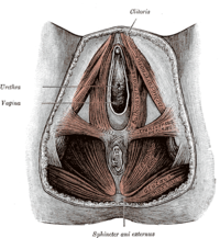 Svaly ženské hráze, Gray's Anatomy, 1918