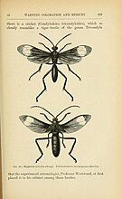 Page from Alfred Russel Wallace's 1889 book Darwinism, showing a beetle (below) mimicking a wasp