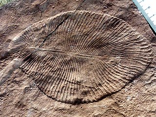 Dickinsonia costata from the Ediacaran biota (c. 635–542 mya) is one of the earliest animal species known.[94]