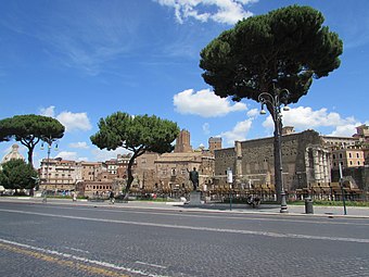 The tree is among the symbols of Rome and its historic streets, such as the Via dei Fori Imperiali.