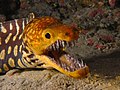 The Fangtooth moray, native to the eastern Atlantic ocean.