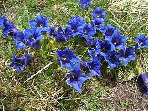 Gentiana clusii