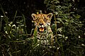 El jaguar (Panthera onca) (en guaraní: yaguareté, en náhuatl: tlatlauhquiocélotl y en quechua: uturunku) es el carnívoro superpredador más grande y emblemático de América Latina. Es considerada una especie casi amenazada de acuerdo a la Lista Roja de la UICN.​ El área de distribución abarcaba originalmente a 18 países; sin embargo, actualmente el 50 % de este se ha perdido y las poblaciones están disminuyendo como resultado de la caza furtiva ilegal, el conflicto entre humanos y jaguares, y la fragmentación del hábitat. Ante esta disminución y la extinción de la especie en El Salvador y Uruguay, los gobiernos de los 18 estados del área de distribución del jaguar han redoblado sus esfuerzos a través del Plan Jaguar 2030 (Plan Regional para la Conservación del Jaguar para las Américas) establecido el 2018. Por Leonardo Ramos.