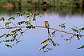 Böhm-gyurgyalag (Merops boehmi)