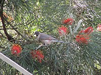 Noisy Friarbird, Canungra, Queensland