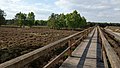 Der Bohlenweg (eine Aussichtsplattform am Grünen Weg)