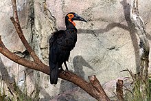 Southern Ground Hornbill perched on a tree