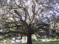 Herabhängend an einer Virginia-Eiche (Quercus virginiana).