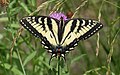 Papilio canadensis