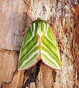 Nolidae (Pseudoips prasinana)