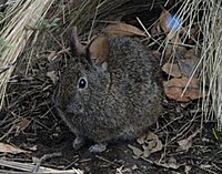 A very small brown rabbit among leaf litter under wiry brush. Its features are equally small, appearing similar to a vole.