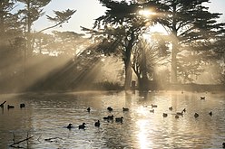 Drveće u parku u San Franciscu.