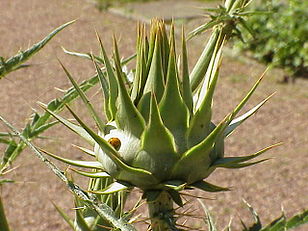 Inflorescence bud of cardoon (Cynara cardunculus)