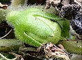 Single, ripening seed capsule, greatly enlarged: contrast between pubescent peduncle and calyx and glabrous capsule