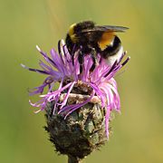 Bombus lucorum