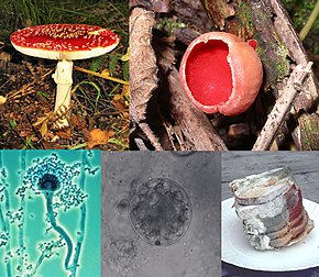 A collage of five fungi (clockwise from top-left): a mushroom with a flat, red top with white-spots, and a white stem growing on the ground; a red cup-shaped fungus growing on wood; a stack of green and white moldy bread slices on a plate; a microscopic, spherical grey semitransparent cell, with a smaller spherical cell beside it; a microscopic view of an elongated cellular structure shaped like a microphone, attached to the larger end is a number of smaller roughly circular elements that together form a mass around it