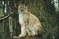 Luchs, Zoo Heidelberg, Deutschland