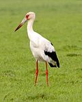 En maguaristork i Entre Rios i Argentina.