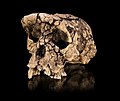 Sahelanthropus tchadensis es una especie de homínido extinto cuyos fósiles fueron hallados en el desierto del Djurab por un equipo franco-tchadiense. El único espécimen, apodado Toumaï, se ha datado en 6 a 7 millones de años de antigüedad (Messiniense, Mioceno final). Se dio a conocer públicamente en Yamena, capital del Chad. Su descubrimiento se realizó el 19 de julio de 2001 por el equipo dirigido por Alain Beauvilain en la región de Toros Menalla de la actual república de Chad, cerca del lugar donde en 1995 halló el Australopithecus bahrelghazali. Por Didier Descouens.