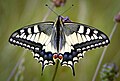 Papilio machaon Koninginnenpage