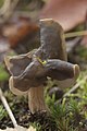 Helvella lacunosa