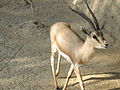 Gazella leptoceros (macho)