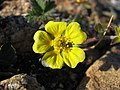 Potentilla hookeriana