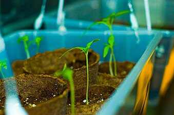 Tomato seedlings growing indoors