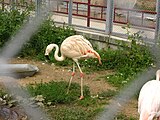 Розовый фламинго (Phoenicopterus roseus), вид внесён в Красную книгу МСОП