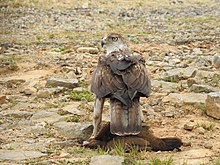 Aigle de Bonelli au sol, de dos, tournant la tête vers l’objectif photographique, une poule morte à ses pieds.