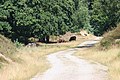 Rinder im Brachter Wald