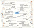 Brachial plexus