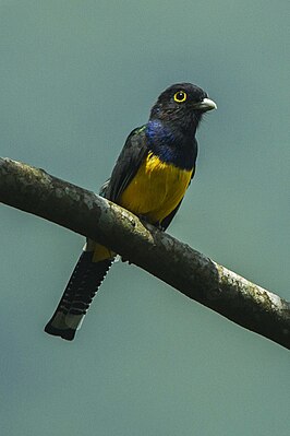 Goulds trogon