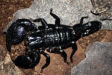 Keisarskorpion (Pandinus imperator)