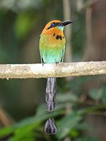 Broad-billed Motmot