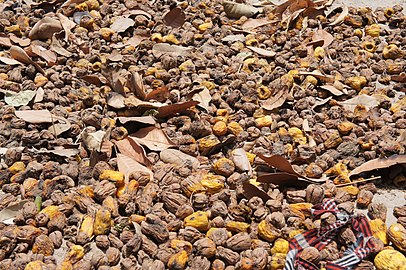 Cashew apples spread for drying and subsequent storage before reconstitution in water and later fermentation, Mozambique