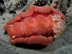 Hexabranchus sanguineus, un Chromodoridoidea.