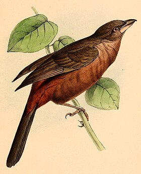 Ilustração de um tiê-sangue (Ramphocelus bresilius) fêmea (1841), por William Swainson.