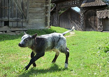 Veau des Carpates Maramureș