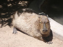 Capybara