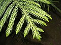 Araucariaceae: folhas semelhantes a espinhos de Araucaria columnaris.