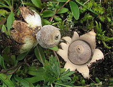 Geastrum minimum