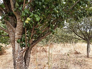 Apple trees in the orchard