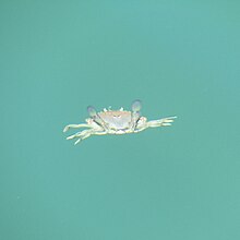 Rear view of Ovalipes catharus swimming with its rear, paddle-shaped legs raised and its walking legs spread out laterally. Set against a teal, watery background.